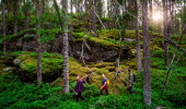 Walk in Tresticklan national park.