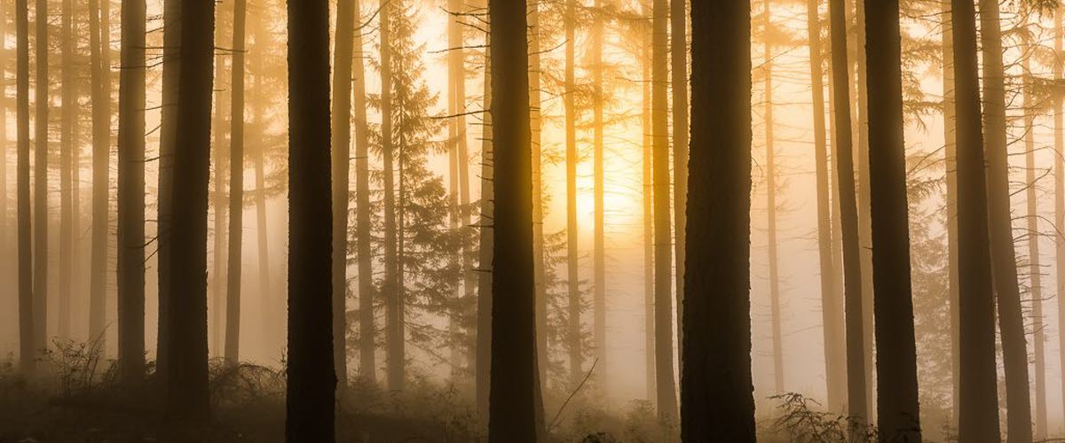 En bild på en skog som är tagen i morgondimma och soluppgång. 