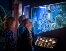 Three children looking at fishes in an aquarium at a museum