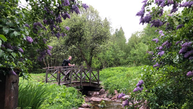 Bro över en liten bäck. Syrener växer vid sidan.