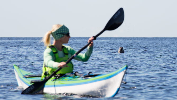 Kayaker is watched by a curios seal