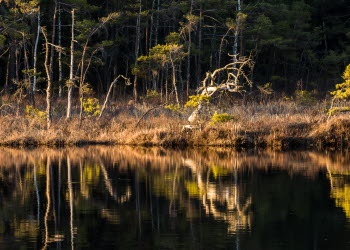 En bild på ett litet skogstjärn där taniga barrträd står vid kanten och speglas i vattenytan. I bakgrunden står en tjockare, djupare barrskog.
