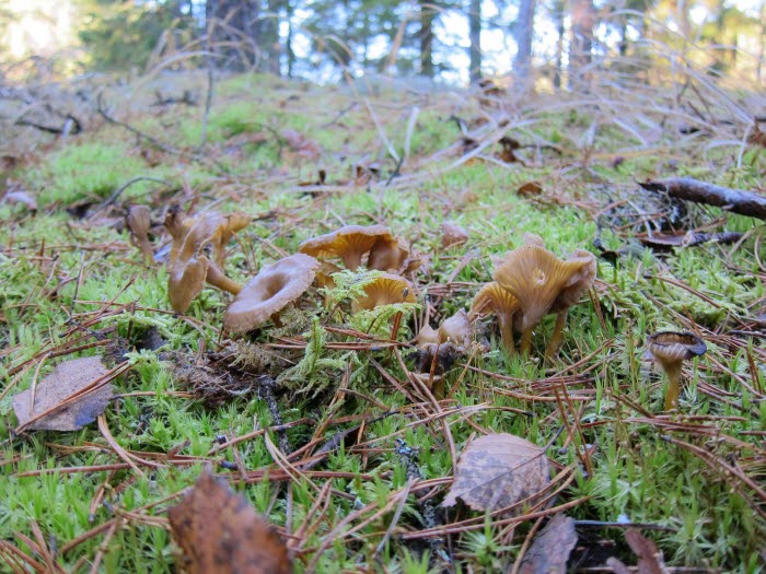 Stora och Lilla Bräcke naturreservat