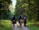 Three people are horseback riding in a green forest.