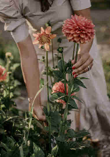 Fridas Blomster, Brämhult