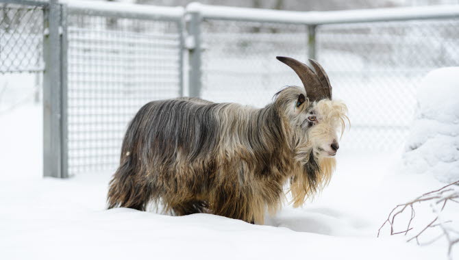 Bergsget som går i snö.