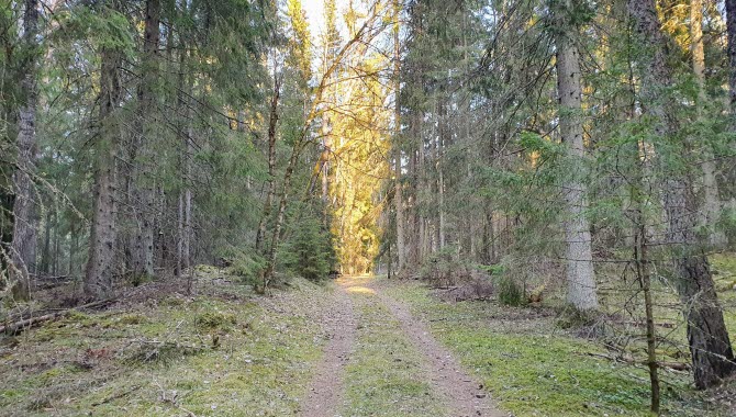 Vandringsled i Grimmestorps naturvårdsområde utanför Tidaholm.