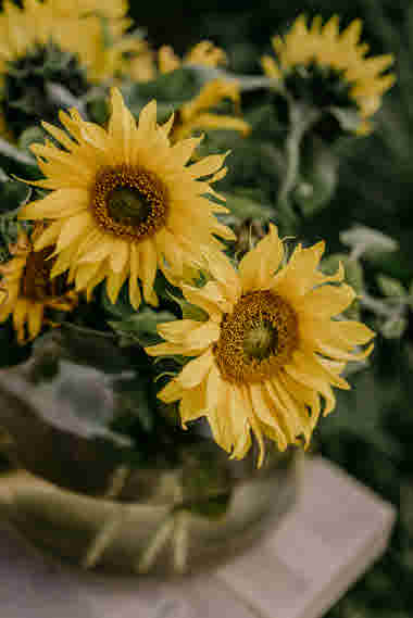 Fridas Blomster, Brämhult