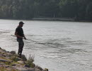 Man fishing salomon in Göta älv