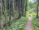 Fjälla elljusspåret