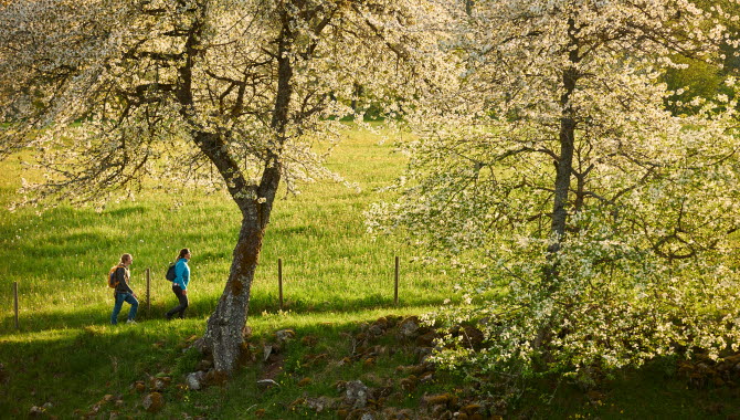Vandring vid Höjentorp