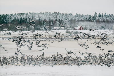 Hornborgasjön