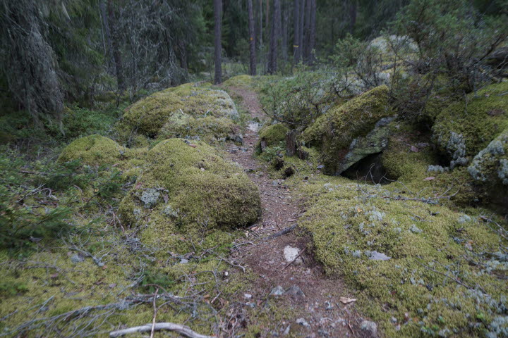 Öjersbyns gammelskog