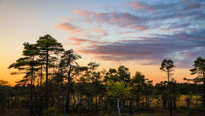 Sunset over barren pines at Blängsmossen.