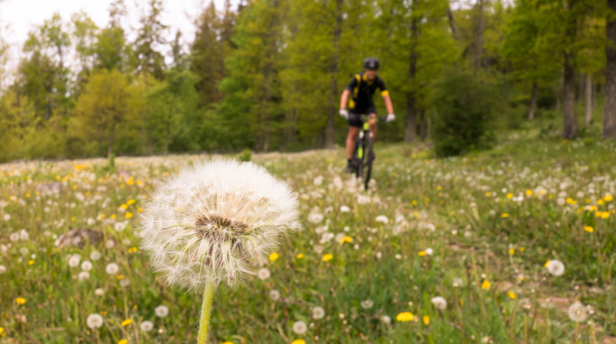 En man som cyklar på en mountainbike över en blommande äng