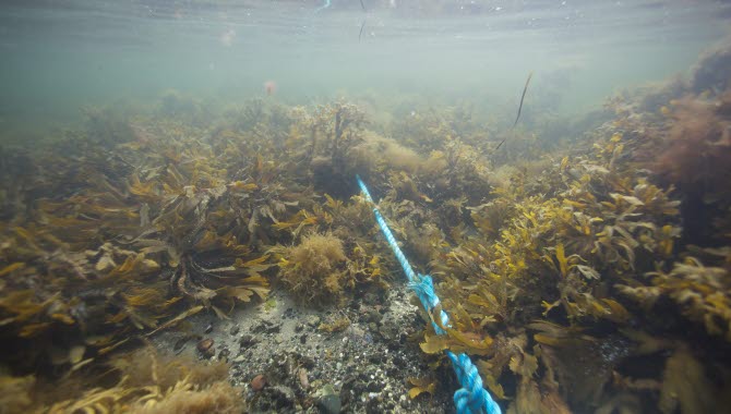 Under ytan syns en sorts skog av tång och ett blått rep som markerar en snorkelled.
