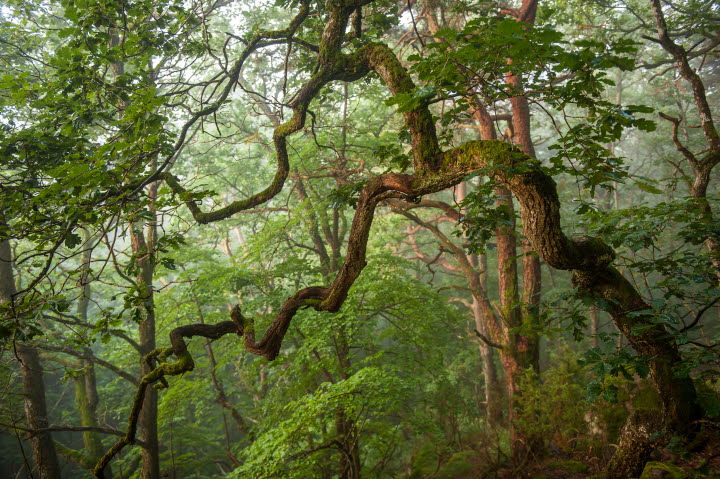 Letebo naturreservat