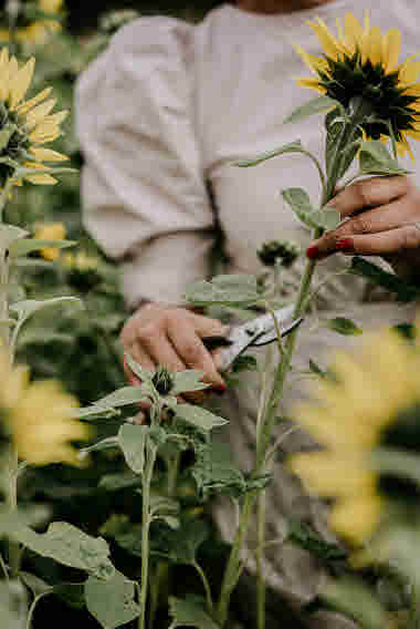 Fridas Blomster, Brämhult