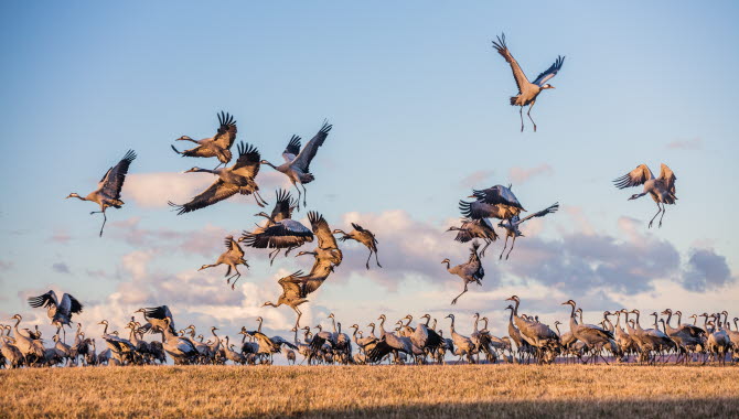 Flygande tranor vid Hornborgasjön