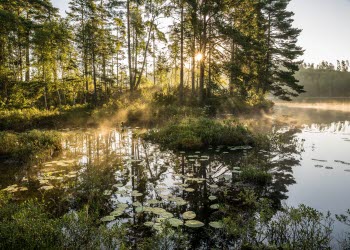 En bild på en liten spegelblank sjö med dimma och näckrosor. Solen lyser vackert genom träden i bakgrunden.