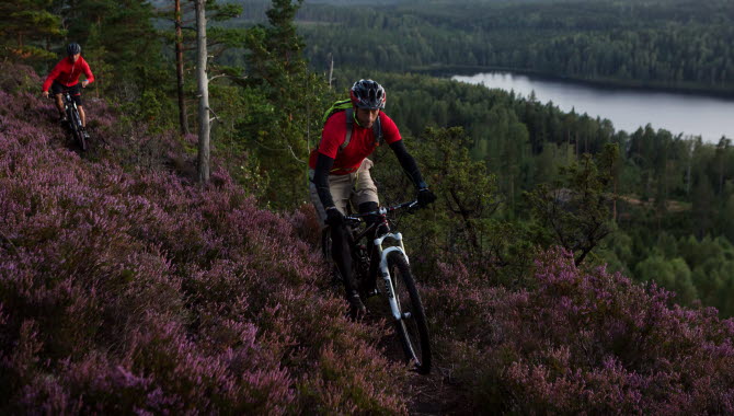 Två män cyklar mountainbike på skogsstig