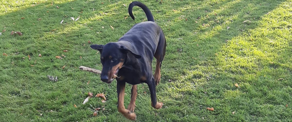 Bild på en hund som leker med en pinne i en hundrastgård
