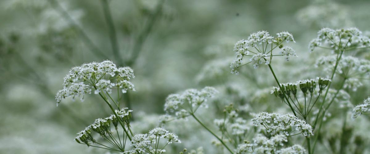 Foto på hundkexblommor