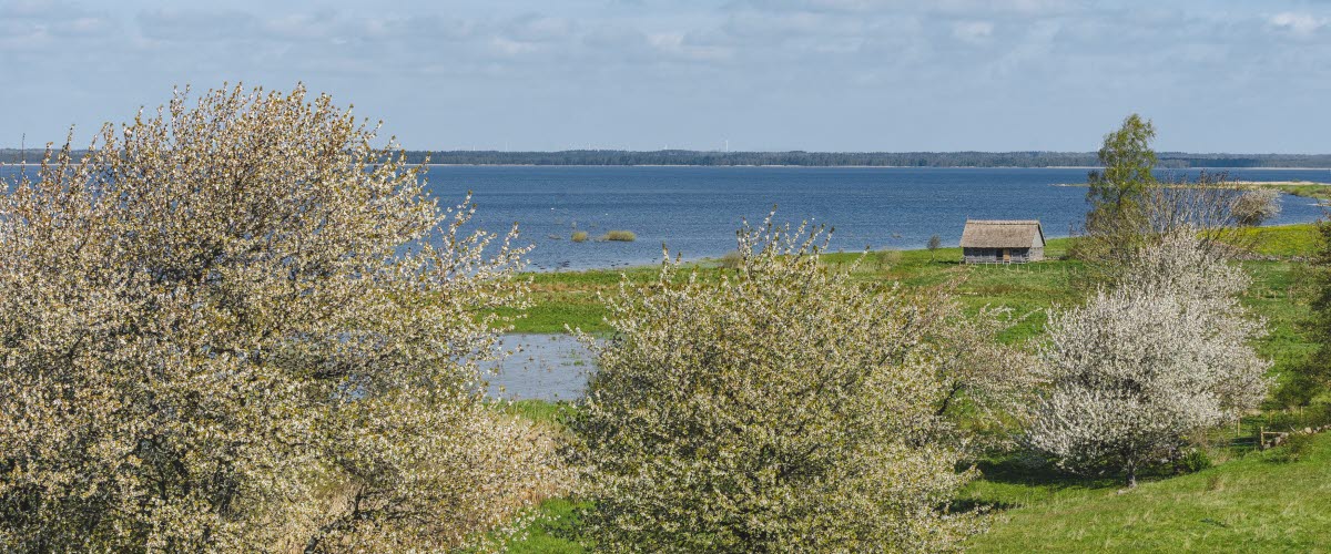 Utsikt över hornborgasjön, blommande körsbärsträd utmed vattnet och en lite lada.