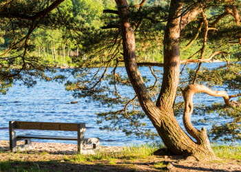 En närbild på en parkbänk som står på en strand under ett träd. Framför bänken ligger en stor, klarblå sjö.