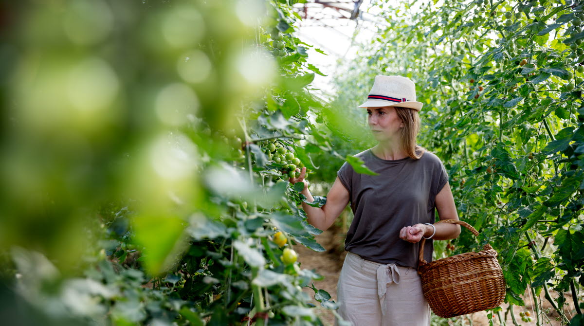 En kvinna i hatt går längs odlingsrader med höga tomatplantor. På armen har hon en korg.