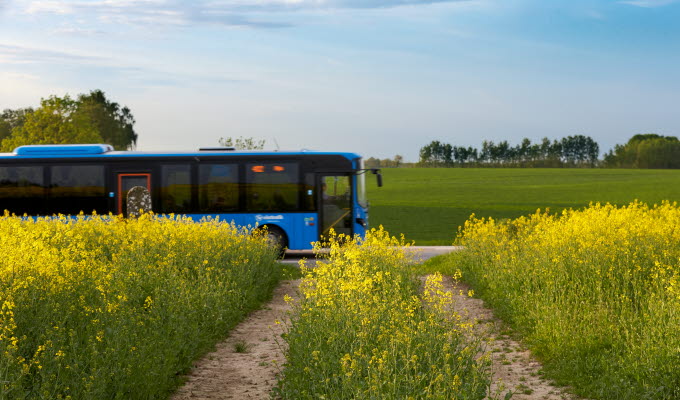 En blå buss som åker vid ett gult rapsfält