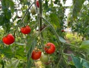 Tomatplanta i ett växthus