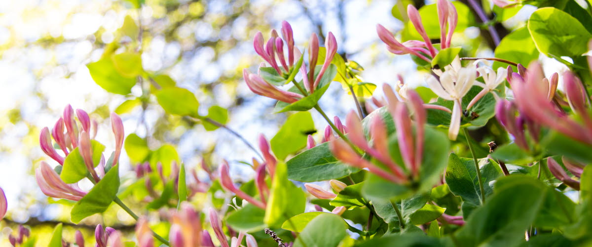 Falkängens hantverksby med historiska byggnader och grönskande omgivningar.