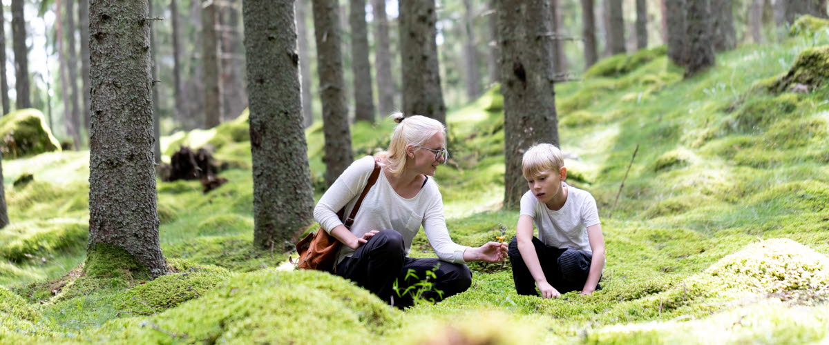Upplev Högsåsen - en del av Tiveden