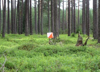Orienteringstävling Tibrotrippeln