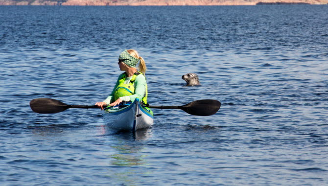 Seal and a cayak