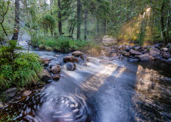 En närbild på ett magiskt vattendrag i en sjö där solen lyser in genom trädtopparna ner i vattnet.