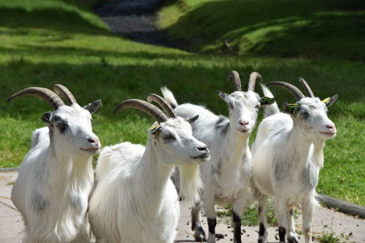 Four goats at Nolhaga Lantgård