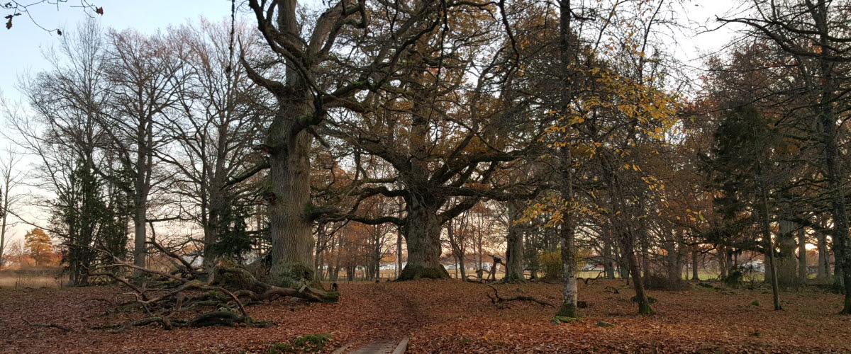 Träd i Ekuddens naturreservat. Höst.