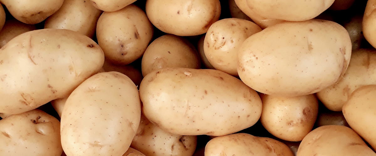 Närbild på c. 50 potatisar