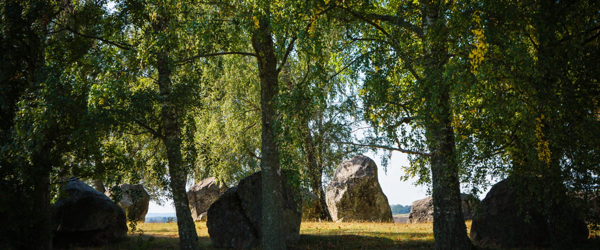 Stora stenar från Askeberga Skeppsättning omgivnina av stora gröna björkar. 