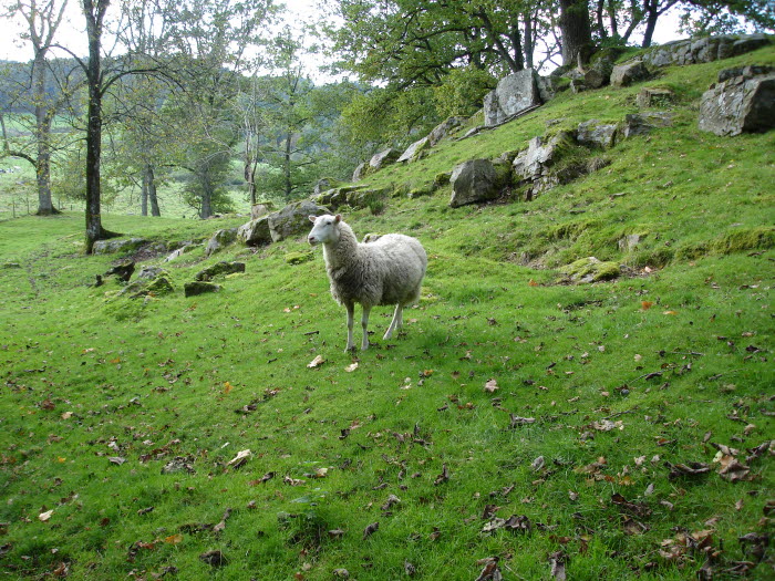 En bild på ett får som står på en grön kulle med massa stenbumlingar i bakgrunden.