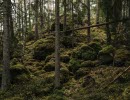 A forest with trees and stones with moss.