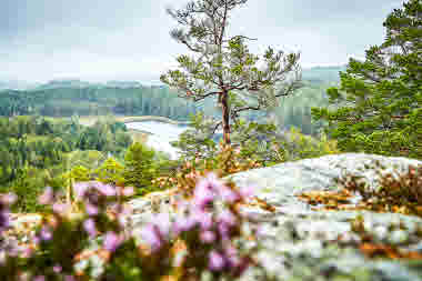 Skalåsknatten