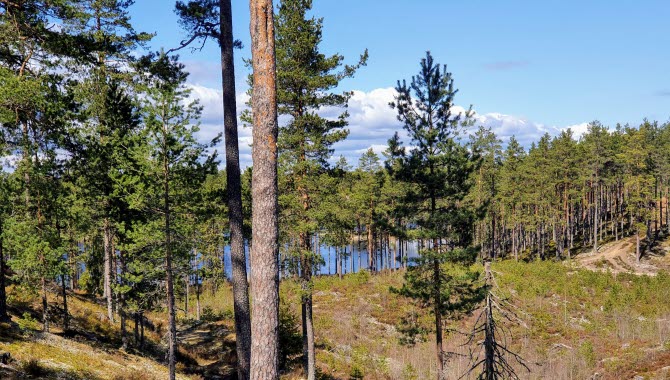 Granskog i kuperad terräng med en sjö i bakgrunden.