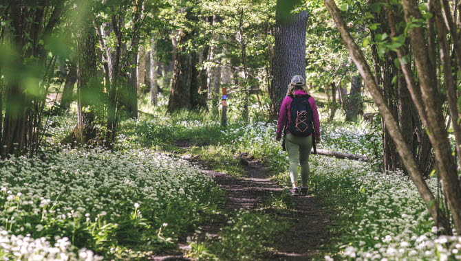 Skogsvandring i Platåbergens Geopark