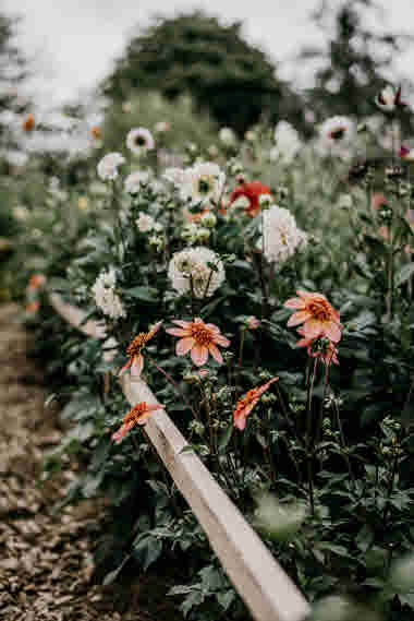 Fridas Blomster, Brämhult