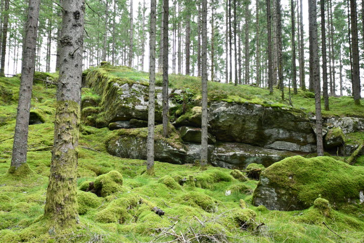 Tremilaleden