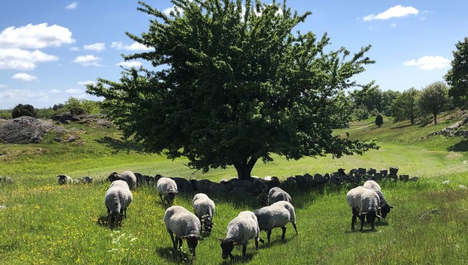 Sheeps at Skulptur i Pilane.