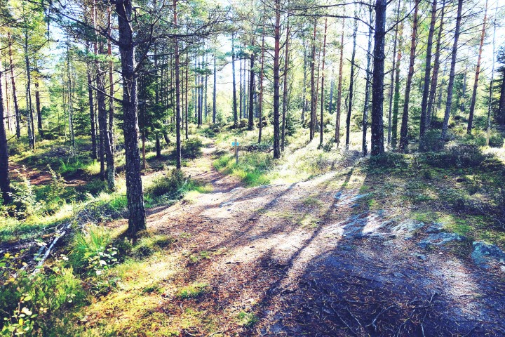 Mountainbikeled Rosa Stenen vid Bjursjön